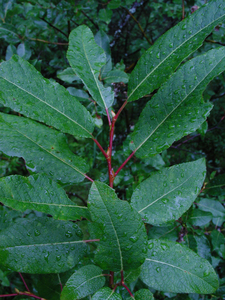 Photo By: Stephen M. Young. Photo taken: Essex County, NY on 22 July 2003
